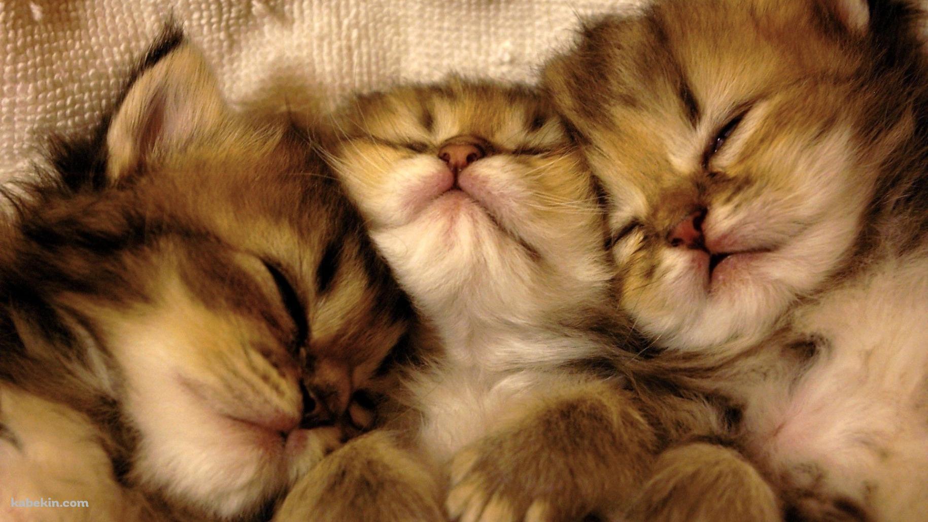 並んで寝る3匹の子猫の壁紙(1829px x 1029px) 高画質 PC・デスクトップ用