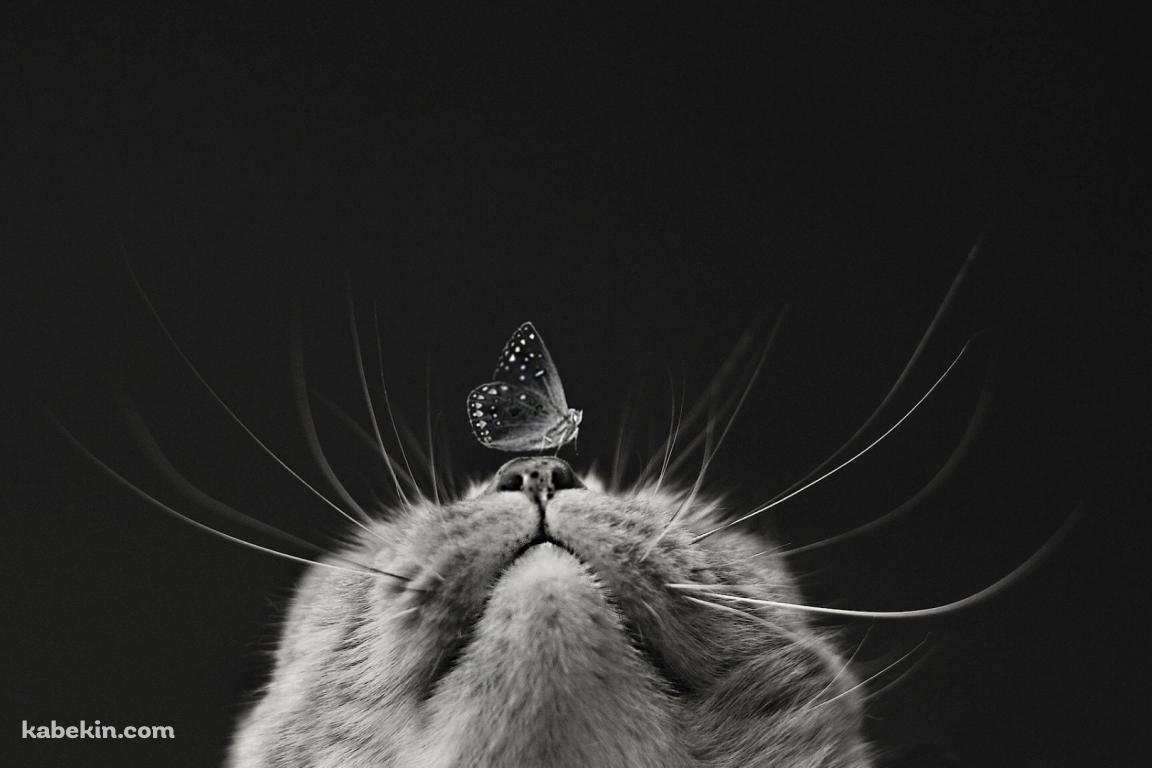 猫の鼻と蝶の壁紙(1152px x 768px) 高画質 PC・デスクトップ用