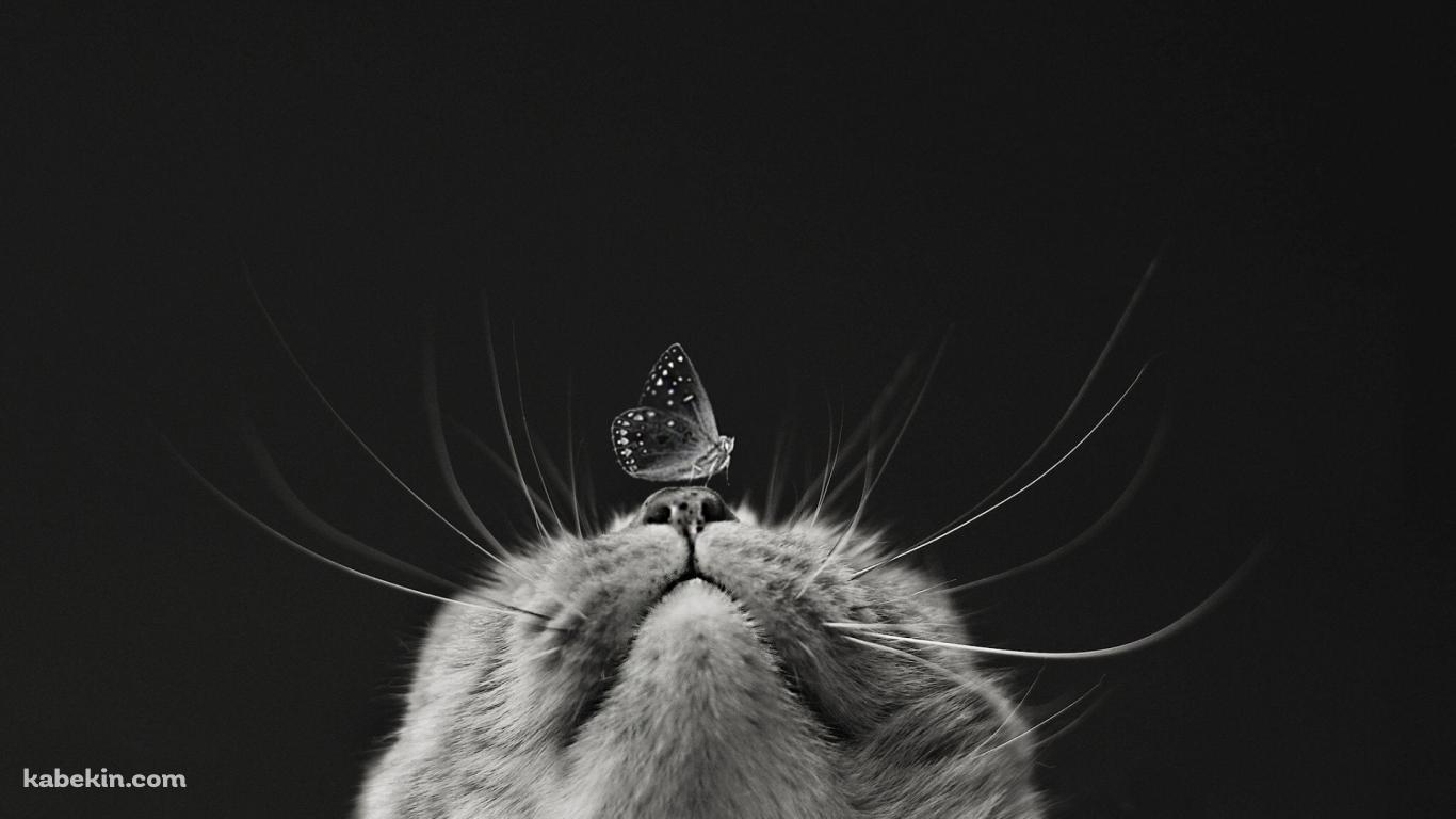 猫の鼻と蝶の壁紙(1366px x 768px) 高画質 PC・デスクトップ用