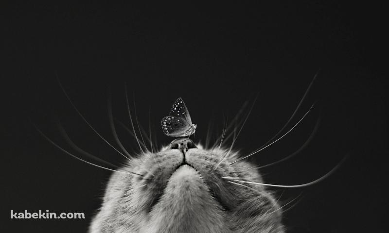 猫の鼻と蝶の壁紙(800px x 480px) 高画質 PC・デスクトップ用