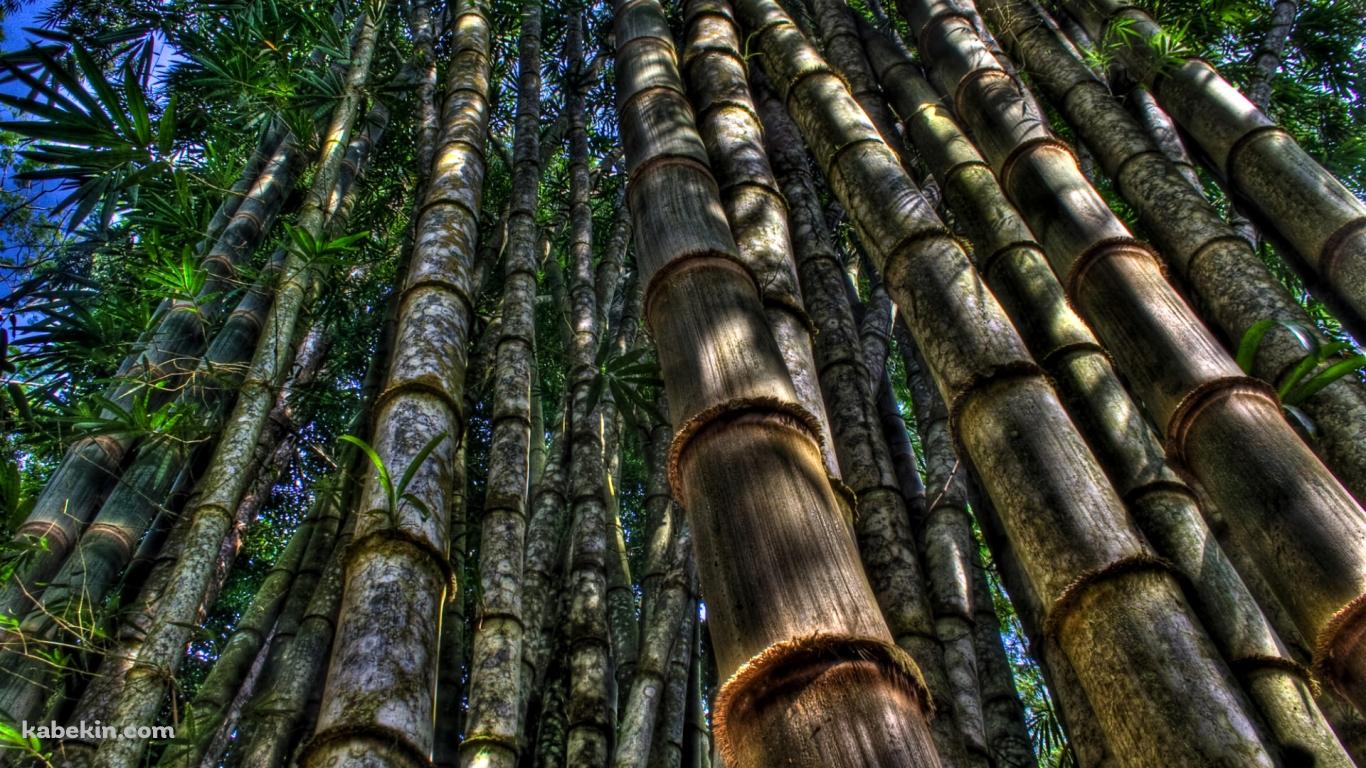 迫力ある竹の壁紙(1366px x 768px) 高画質 PC・デスクトップ用
