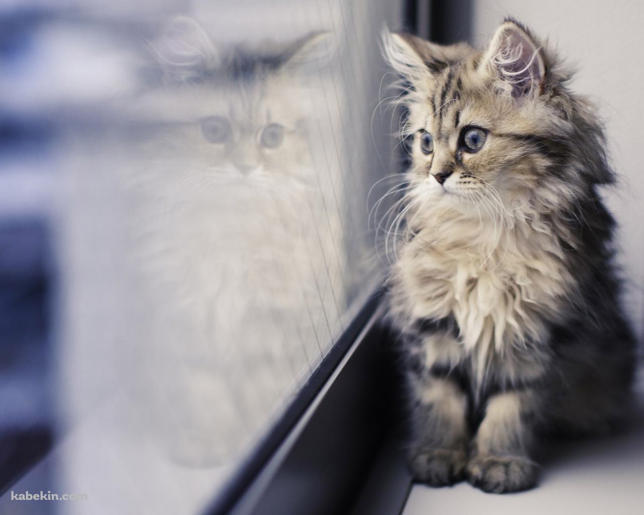 窓の外を見つめる猫の壁紙(1280px x 1024px) 高画質 PC・デスクトップ用