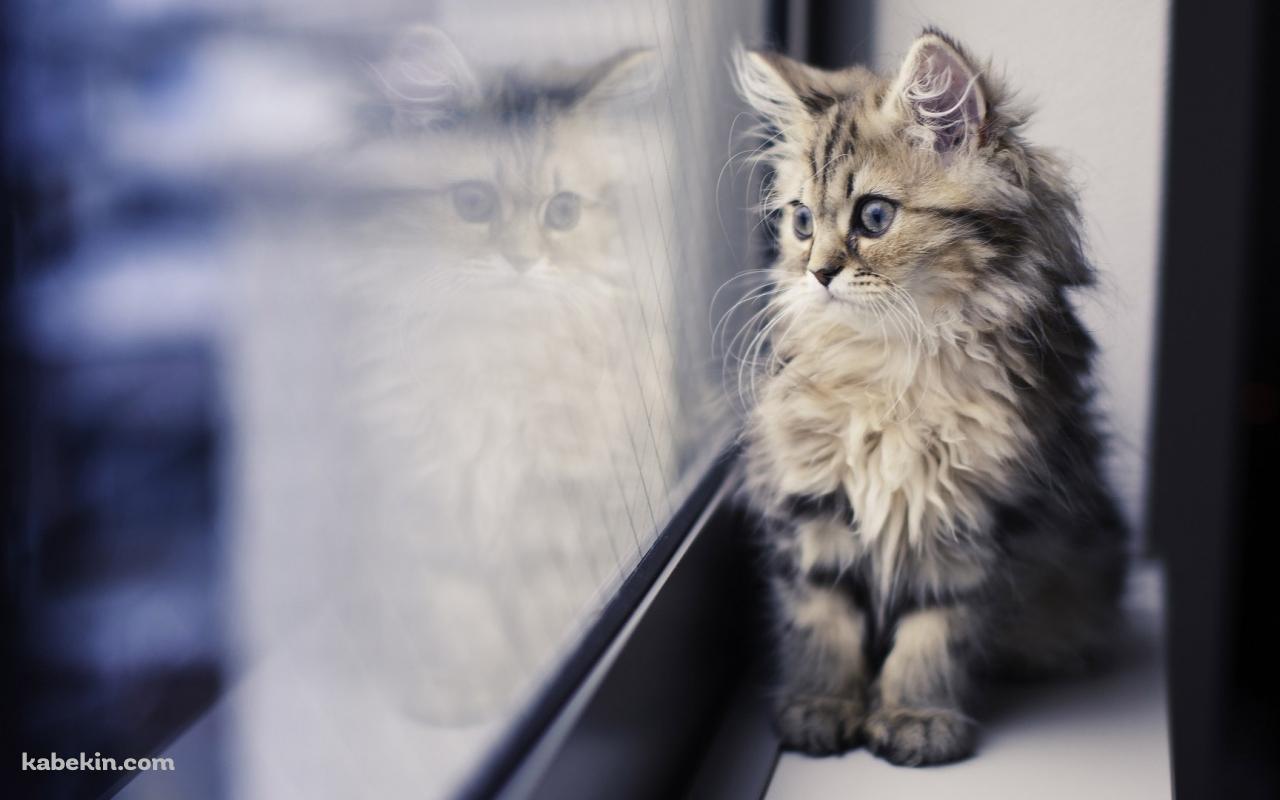 窓の外を見つめる猫の壁紙(1280px x 800px) 高画質 PC・デスクトップ用