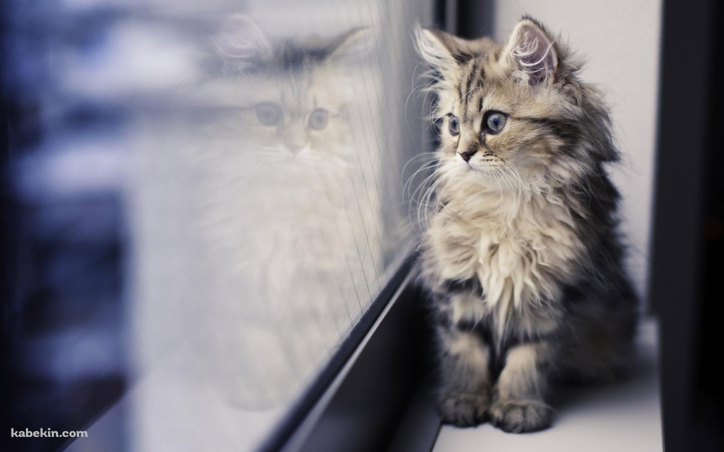 窓の外を見つめる猫の壁紙(1440px x 900px) 高画質 PC・デスクトップ用