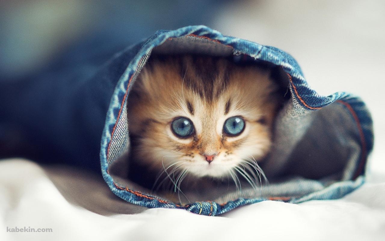ジーパンの中の猫の壁紙(1280px x 800px) 高画質 PC・デスクトップ用