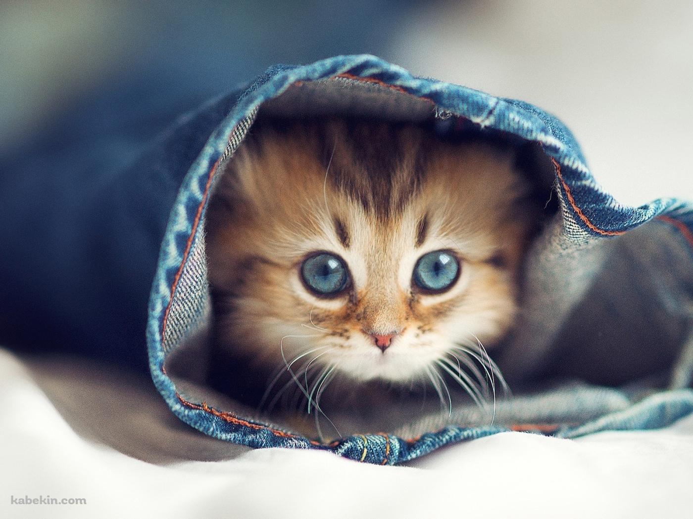 ジーパンの中の猫の壁紙(1400px x 1050px) 高画質 PC・デスクトップ用