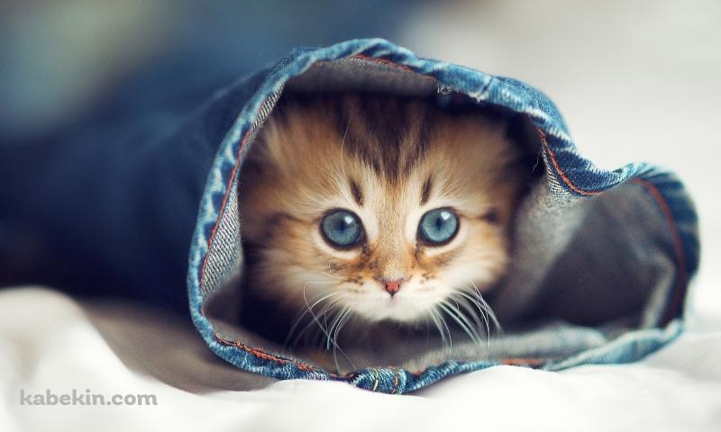 ジーパンの中の猫の壁紙(800px x 480px) 高画質 PC・デスクトップ用