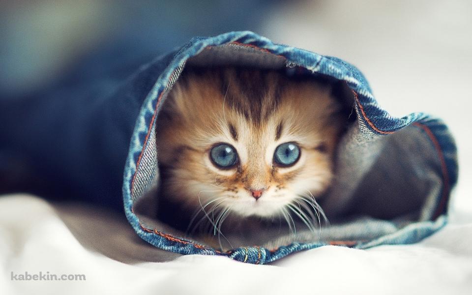 ジーパンの中の猫の壁紙(960px x 600px) 高画質 PC・デスクトップ用