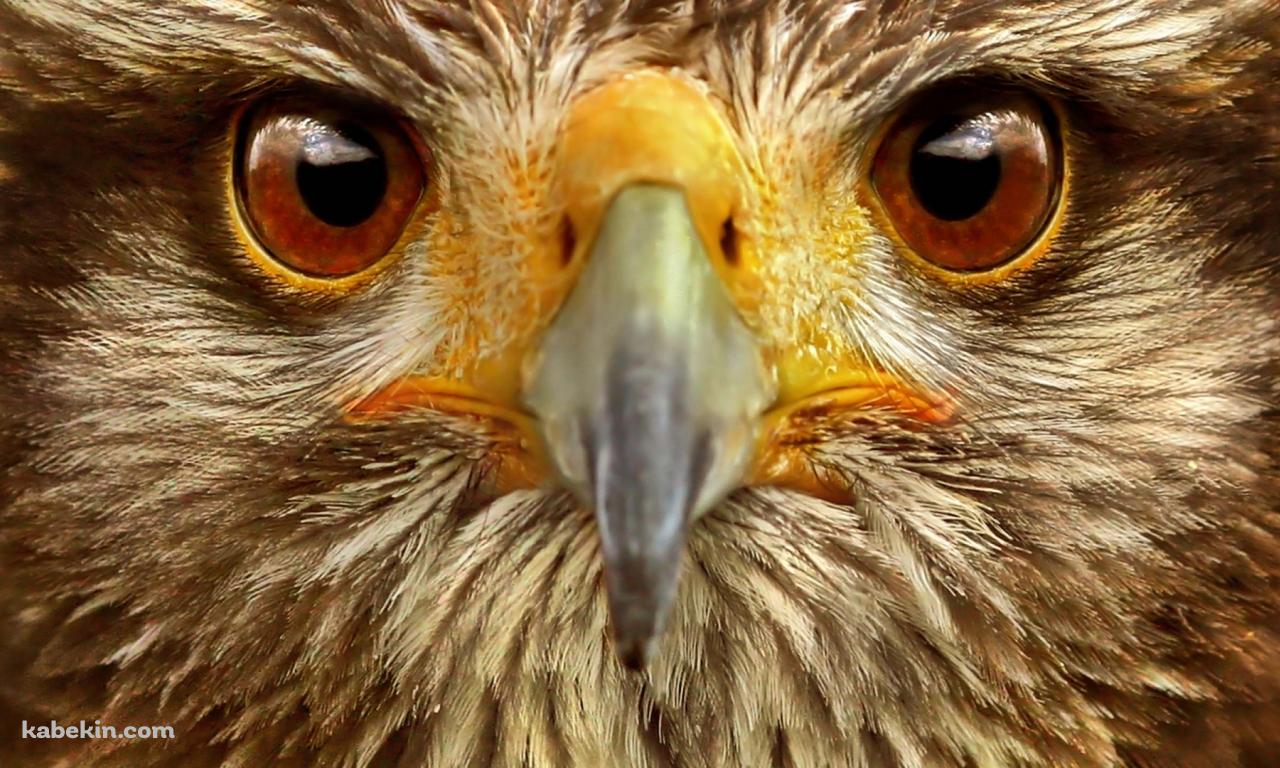 鷲の顔のアップ イーグルの壁紙(1280px x 768px) 高画質 PC・デスクトップ用