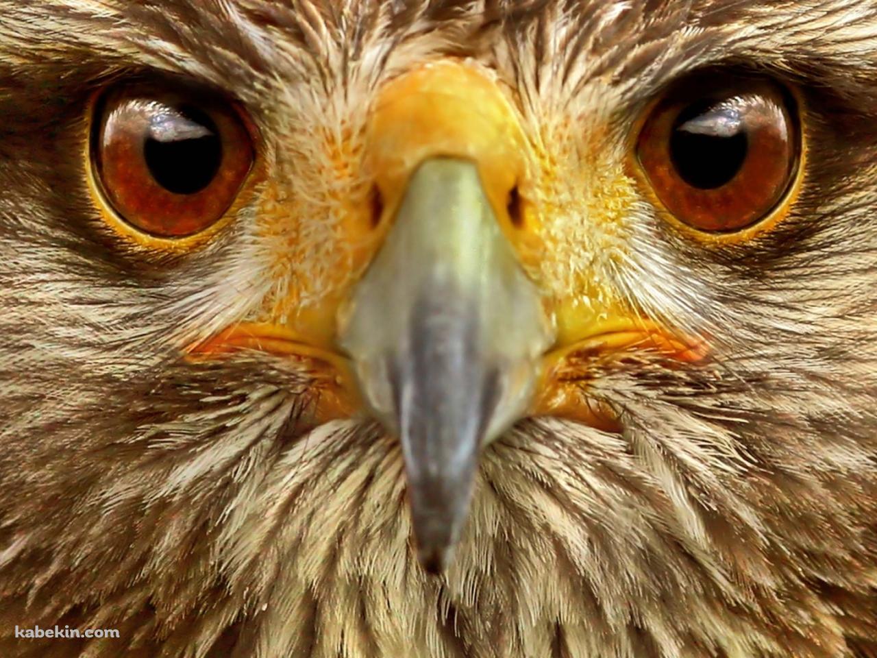 鷲の顔のアップ イーグルの壁紙(1280px x 960px) 高画質 PC・デスクトップ用