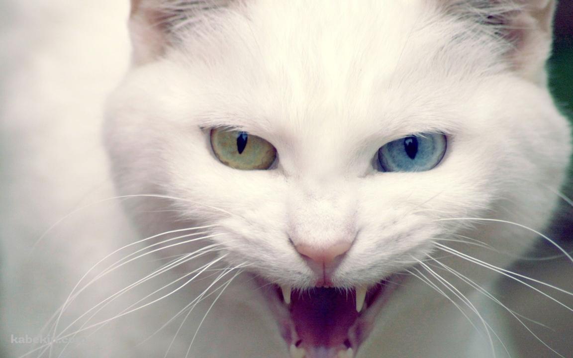 眼の色が違う白い猫の壁紙(1152px x 720px) 高画質 PC・デスクトップ用
