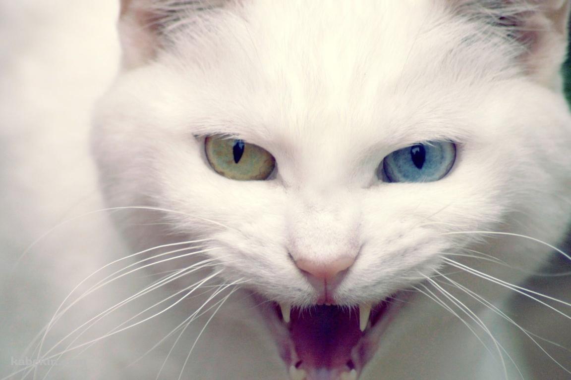 眼の色が違う白い猫の壁紙(1152px x 768px) 高画質 PC・デスクトップ用