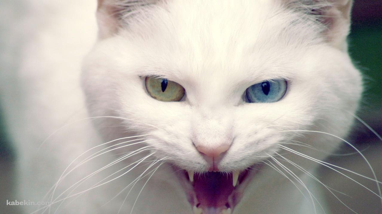眼の色が違う白い猫の壁紙(1280px x 720px) 高画質 PC・デスクトップ用