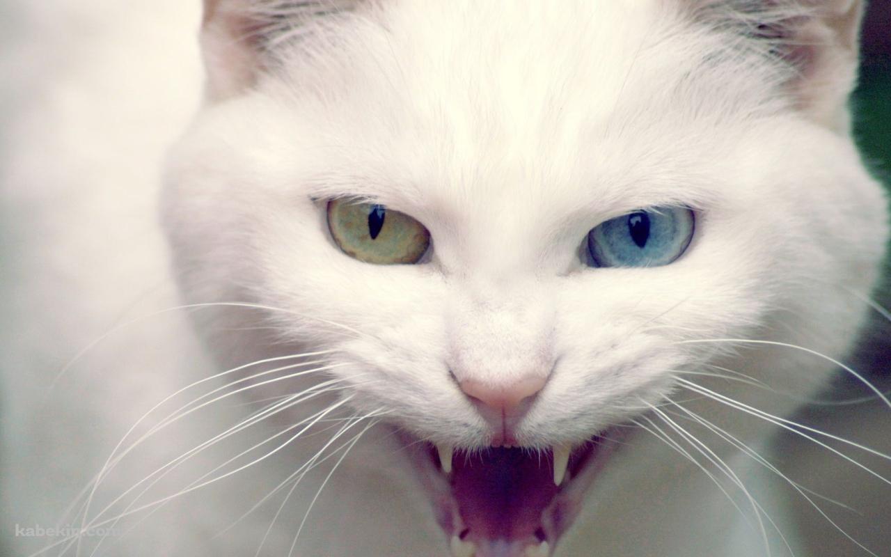 眼の色が違う白い猫の壁紙(1280px x 800px) 高画質 PC・デスクトップ用