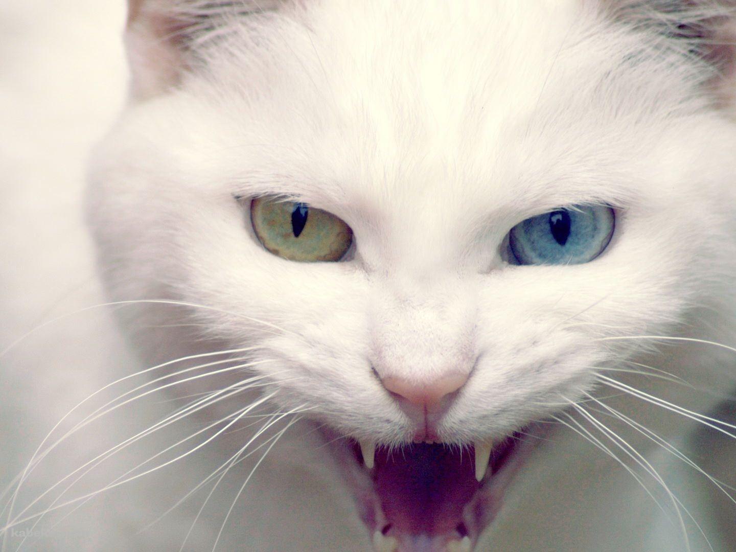 眼の色が違う白い猫の壁紙(1440px x 1080px) 高画質 PC・デスクトップ用