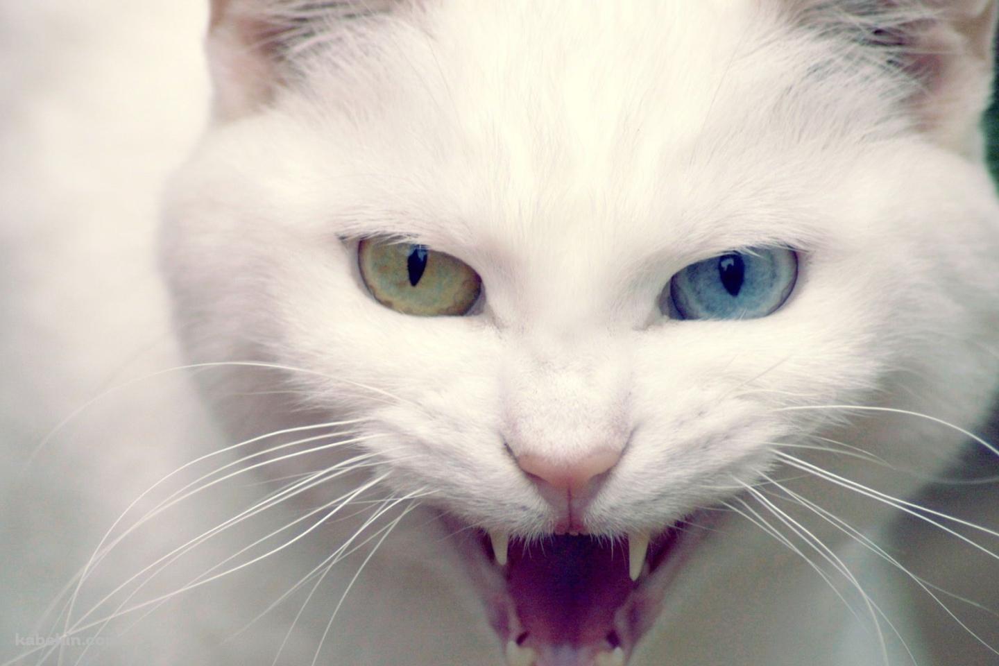 眼の色が違う白い猫の壁紙(1440px x 960px) 高画質 PC・デスクトップ用
