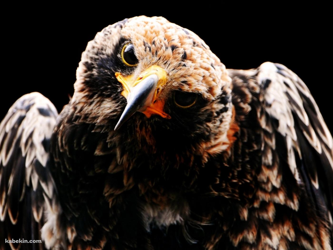 首をかしげる鷹の壁紙(1400px x 1050px) 高画質 PC・デスクトップ用