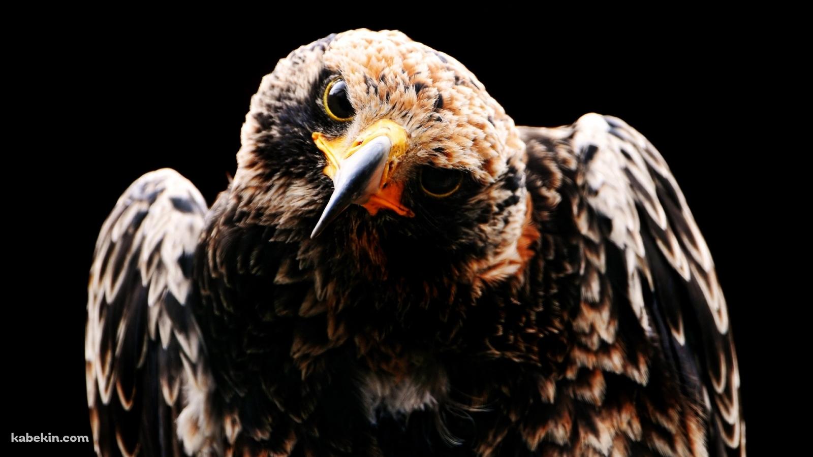 首をかしげる鷹の壁紙(1600px x 900px) 高画質 PC・デスクトップ用