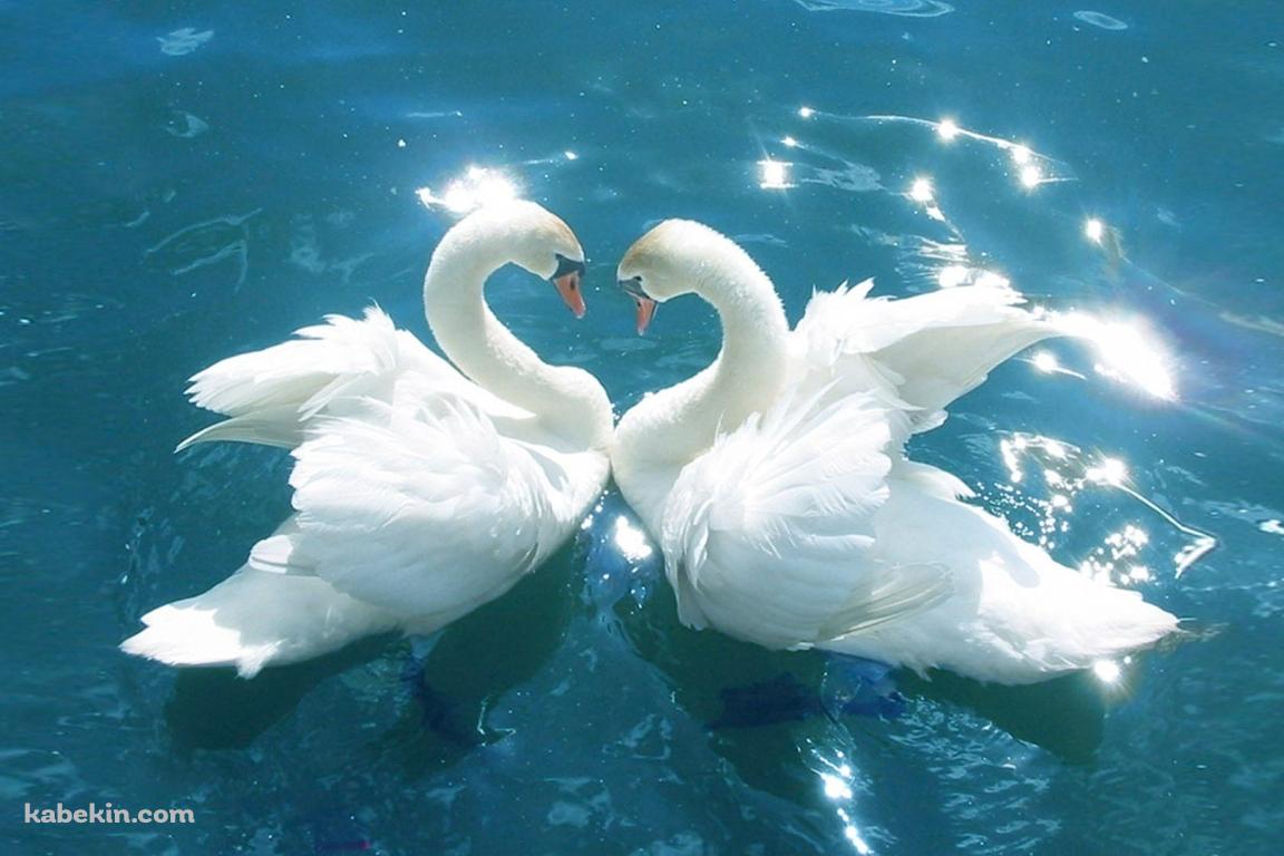 二羽の白鳥の壁紙(1152px x 768px) 高画質 PC・デスクトップ用
