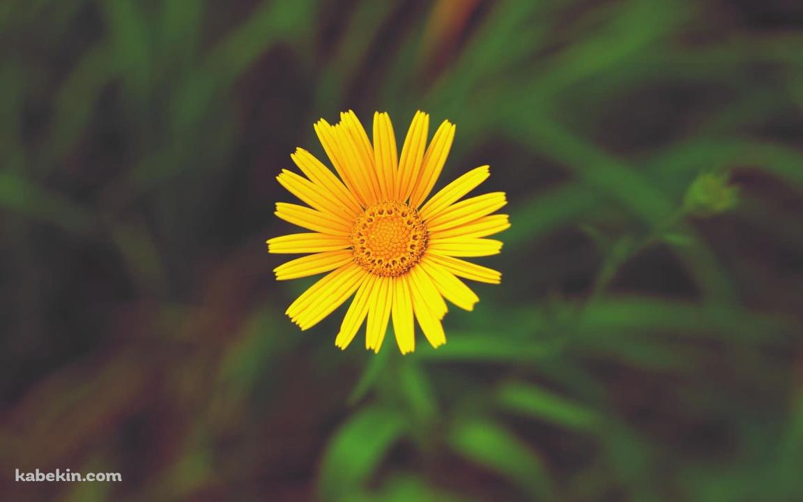 1輪の向日葵の壁紙(1152px x 720px) 高画質 PC・デスクトップ用