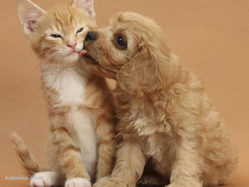 子犬と子猫の壁紙(1024px x 768px) 高画質 PC・デスクトップ用