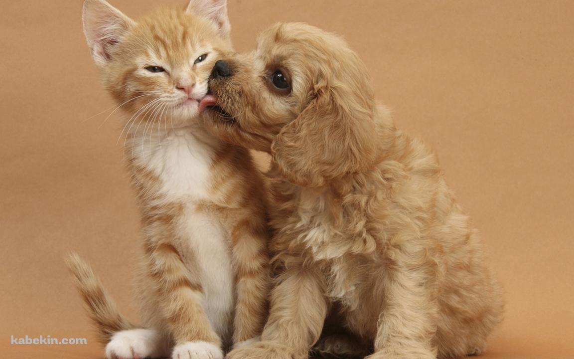 子犬と子猫の壁紙(1152px x 720px) 高画質 PC・デスクトップ用