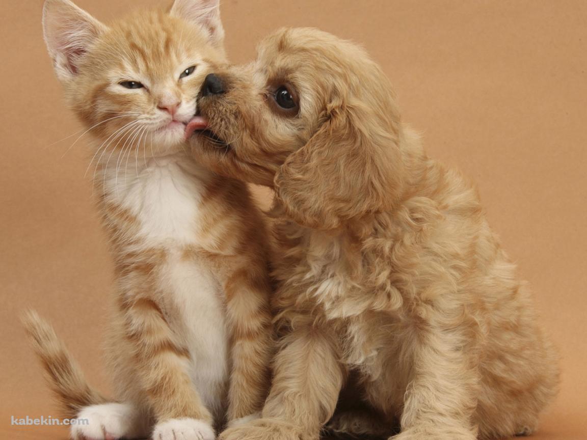 子犬と子猫の壁紙(1152px x 864px) 高画質 PC・デスクトップ用