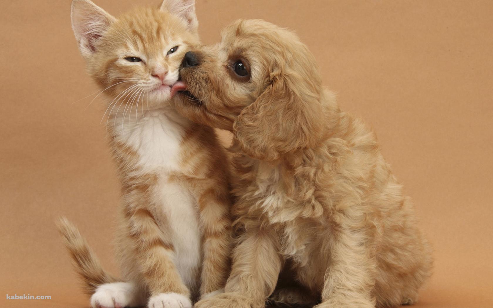 子犬と子猫の壁紙(1680px x 1050px) 高画質 PC・デスクトップ用