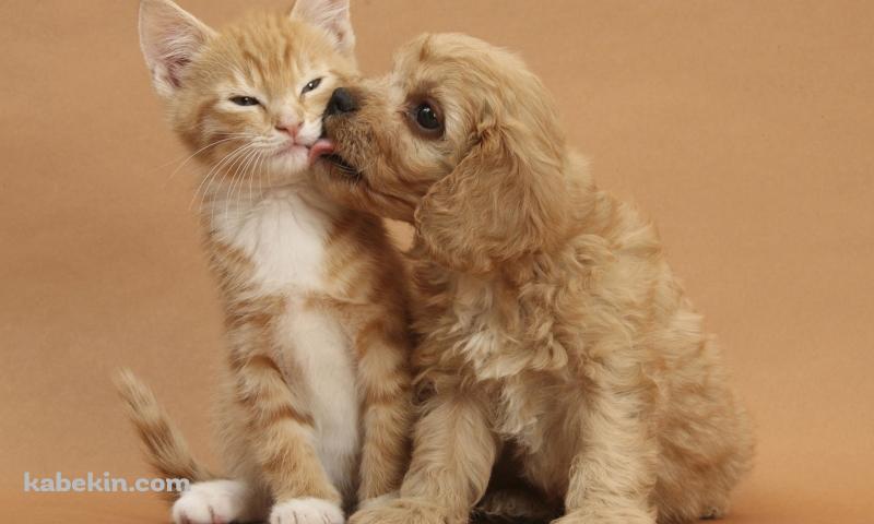 子犬と子猫の壁紙(800px x 480px) 高画質 PC・デスクトップ用