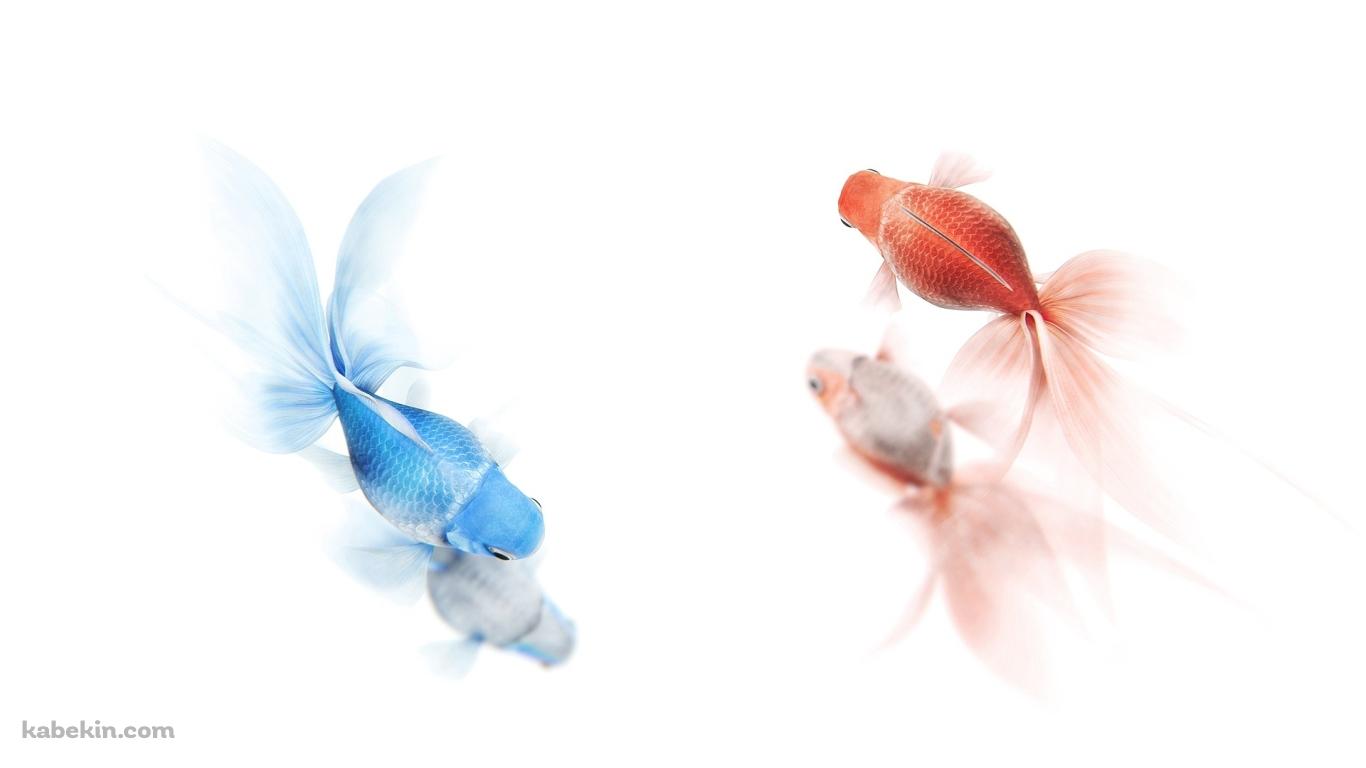 2匹の金魚の壁紙(1366px x 768px) 高画質 PC・デスクトップ用