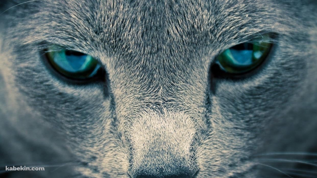 凄みのある青い目の猫の壁紙(1242px x 698px) 高画質 PC・デスクトップ用