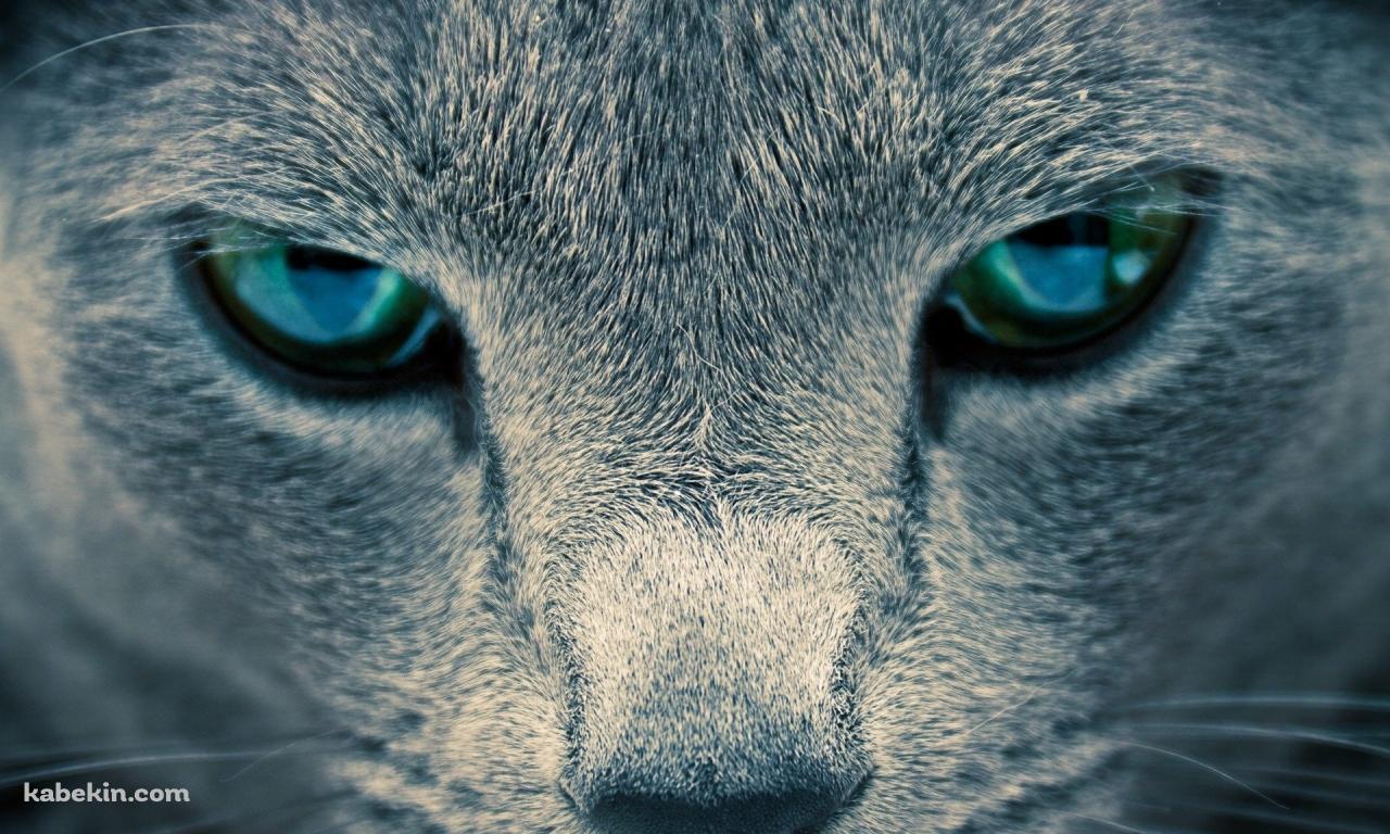 凄みのある青い目の猫の壁紙(1280px x 768px) 高画質 PC・デスクトップ用