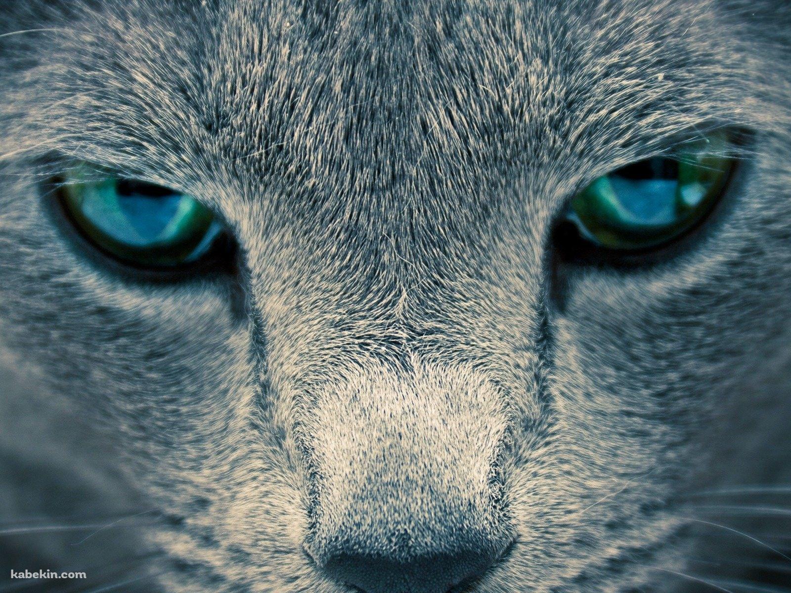 凄みのある青い目の猫の壁紙(1600px x 1200px) 高画質 PC・デスクトップ用
