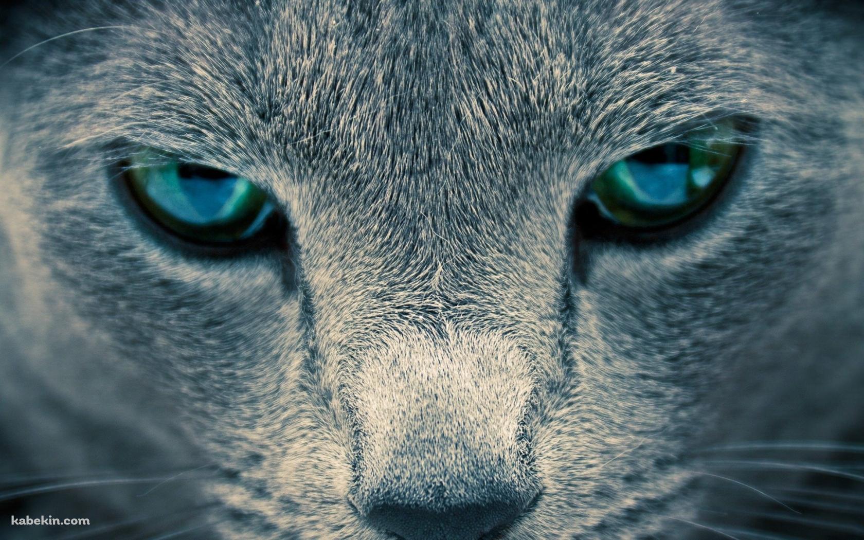 凄みのある青い目の猫の壁紙(1680px x 1050px) 高画質 PC・デスクトップ用