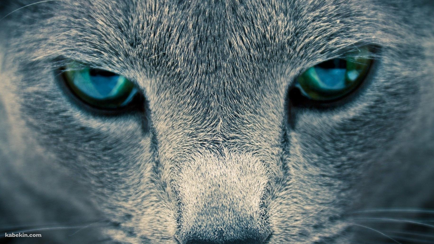 凄みのある青い目の猫の壁紙(1829px x 1029px) 高画質 PC・デスクトップ用