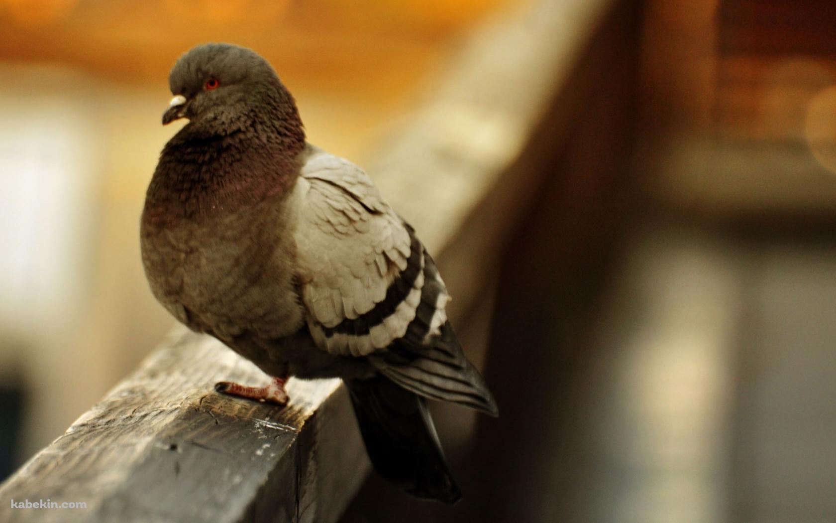 鳩の壁紙(1680px x 1050px) 高画質 PC・デスクトップ用