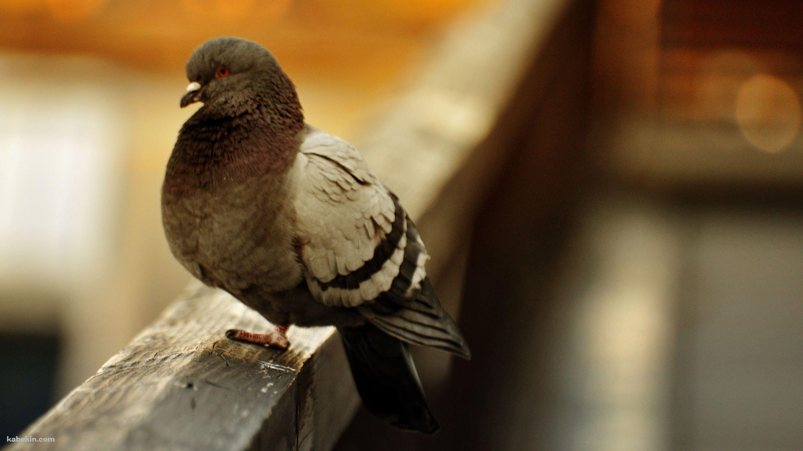 鳩の壁紙(2560px x 1440px) 高画質 PC・デスクトップ用