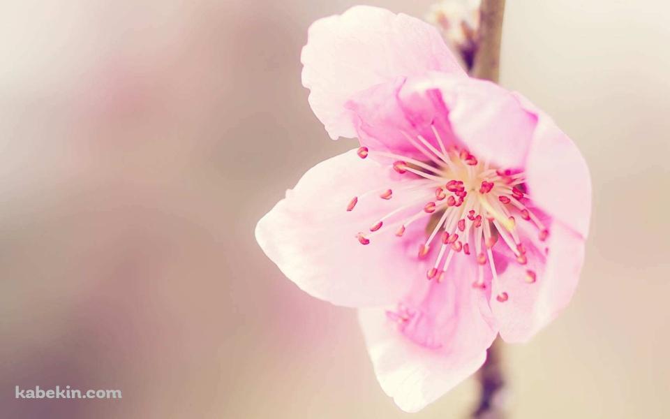 ピンクの綺麗な花の壁紙(960px x 600px) 高画質 PC・デスクトップ用
