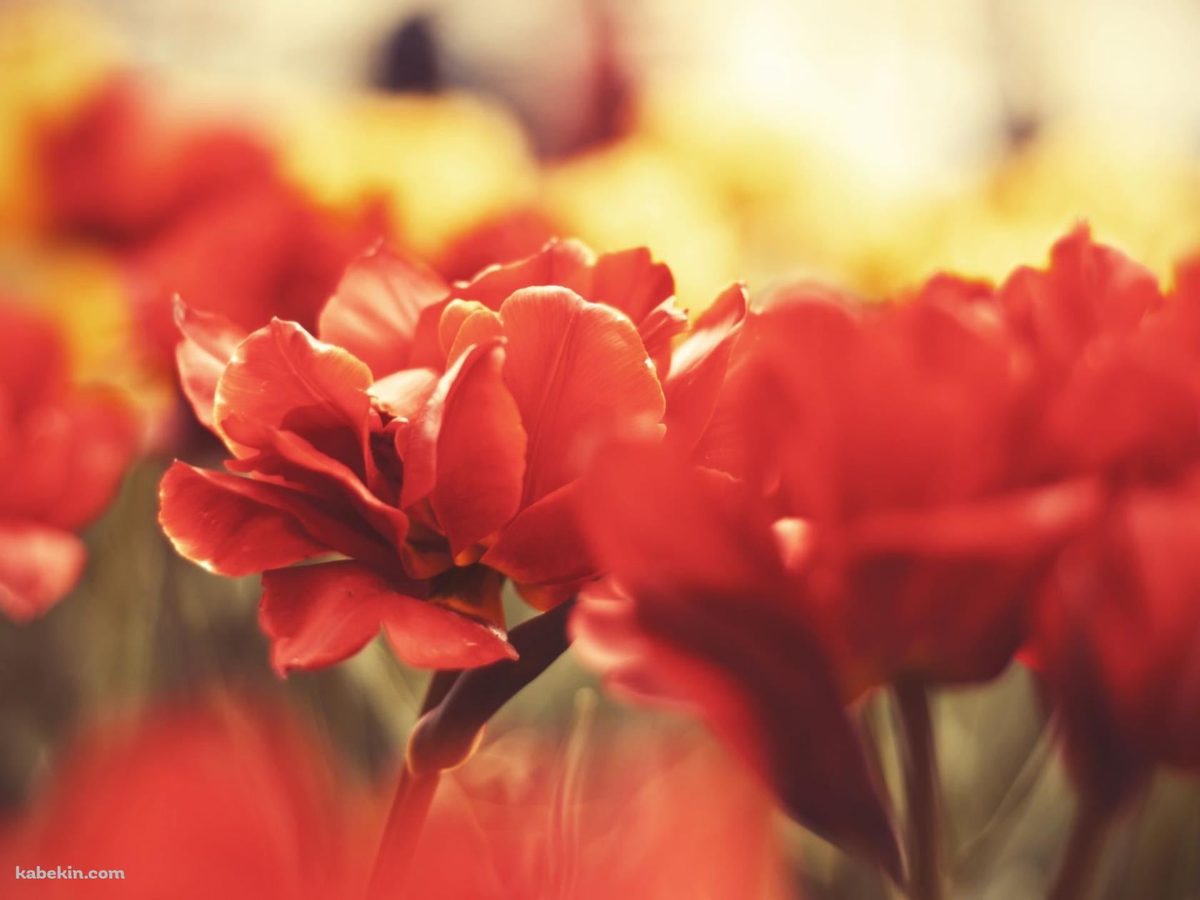 Red Flowerの壁紙(1680px x 1260px) 高画質 PC・デスクトップ用