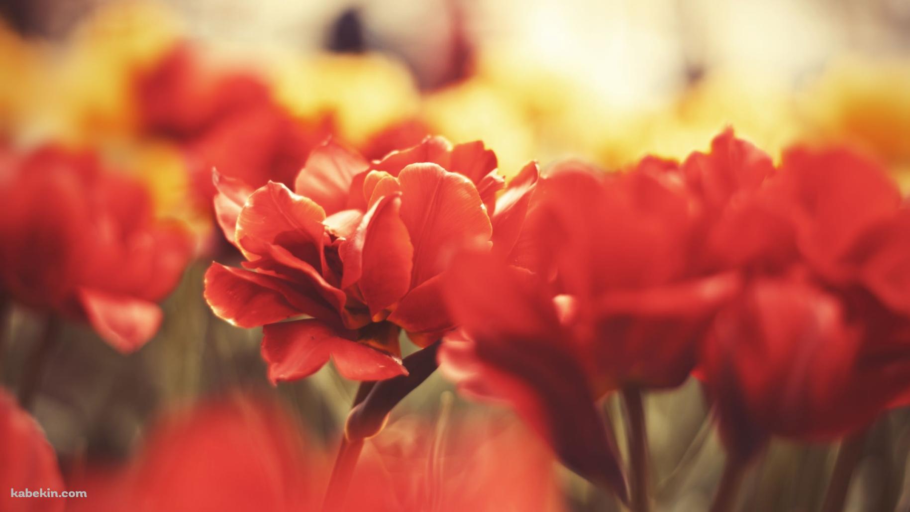 Red Flowerの壁紙(1829px x 1029px) 高画質 PC・デスクトップ用