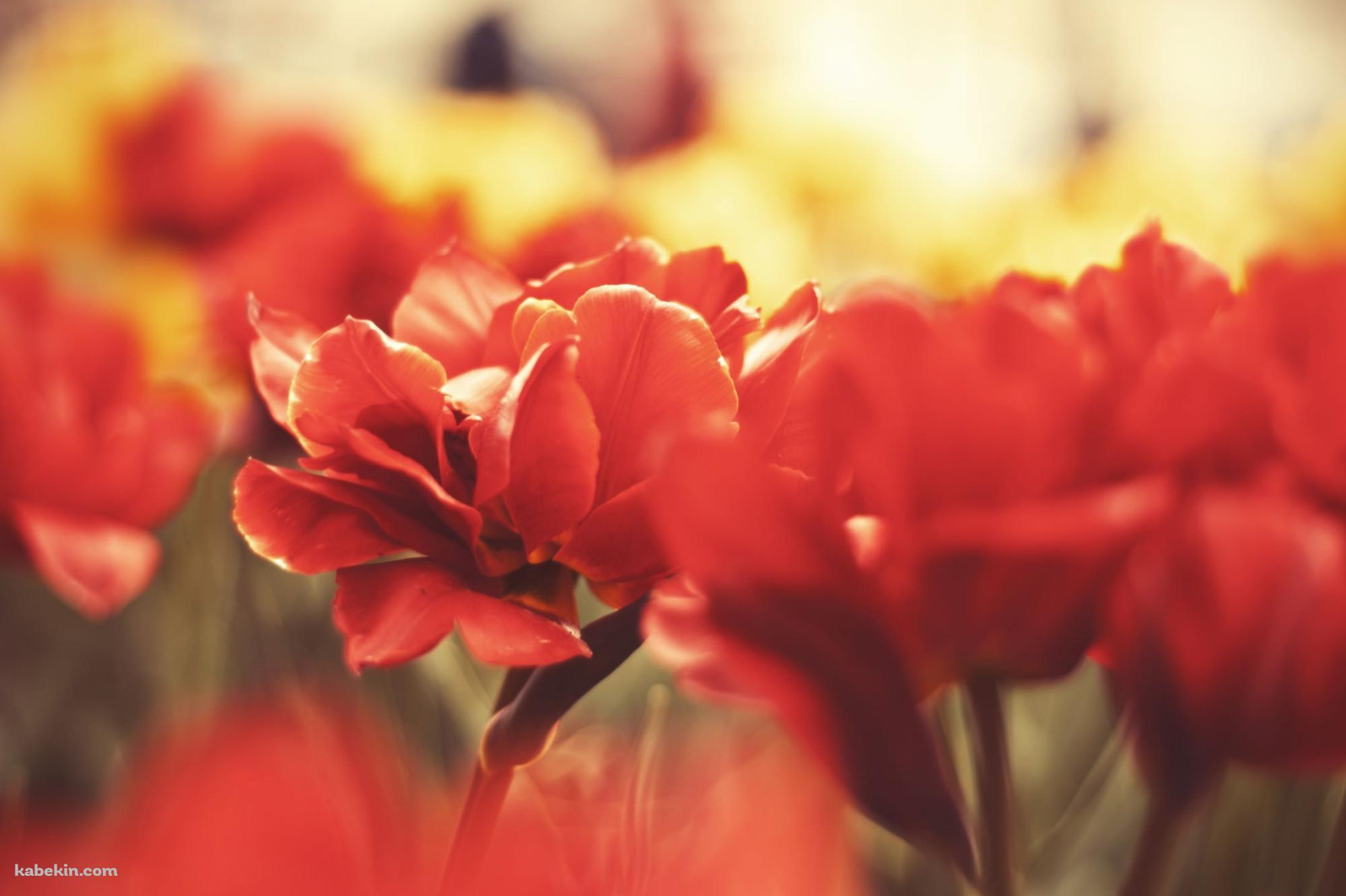 Red Flowerの壁紙(2000px x 1333px) 高画質 PC・デスクトップ用
