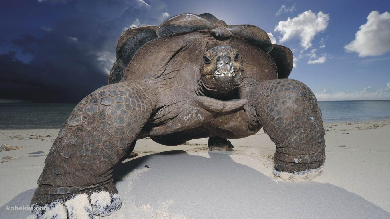 ガラパゴスゾウガメの壁紙(1366px x 768px) 高画質 PC・デスクトップ用