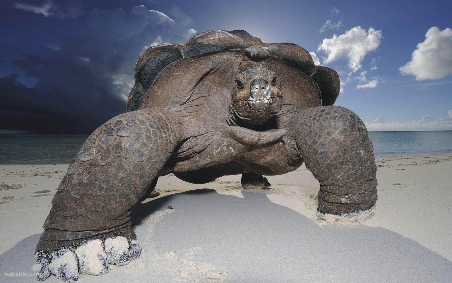 ガラパゴスゾウガメの壁紙(1920px x 1200px) 高画質 PC・デスクトップ用