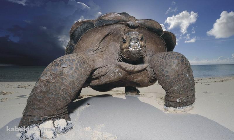 ガラパゴスゾウガメの壁紙(800px x 480px) 高画質 PC・デスクトップ用