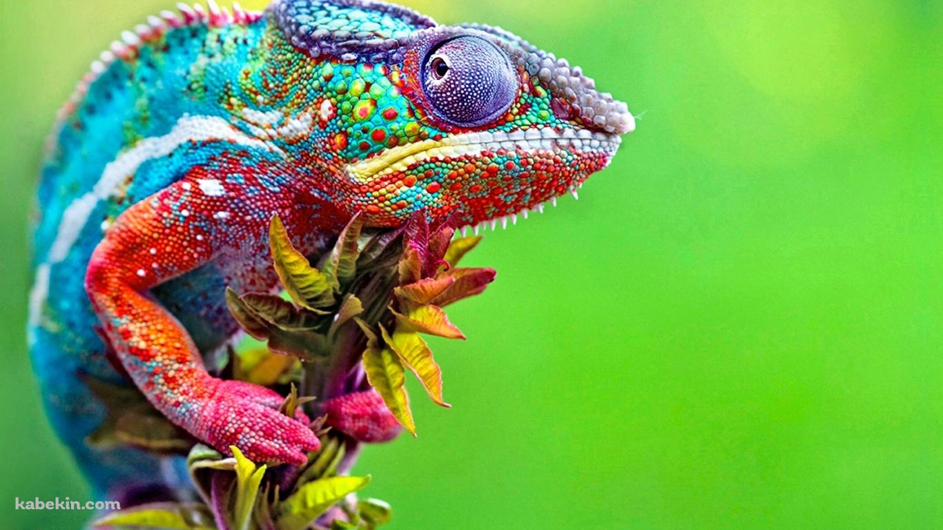 カラフルなカメレオンの壁紙(1366px x 768px) 高画質 PC・デスクトップ用