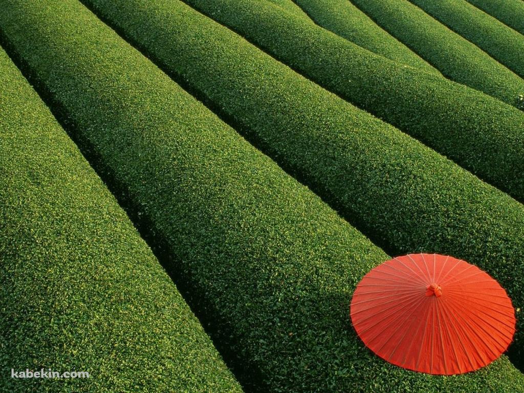 茶畑と赤い傘の壁紙(1024px x 768px) 高画質 PC・デスクトップ用