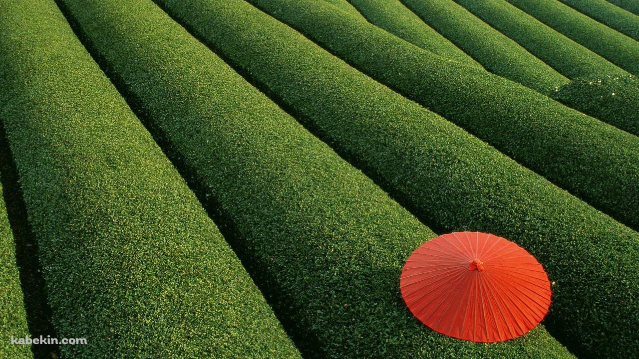 茶畑と赤い傘の壁紙(1280px x 720px) 高画質 PC・デスクトップ用