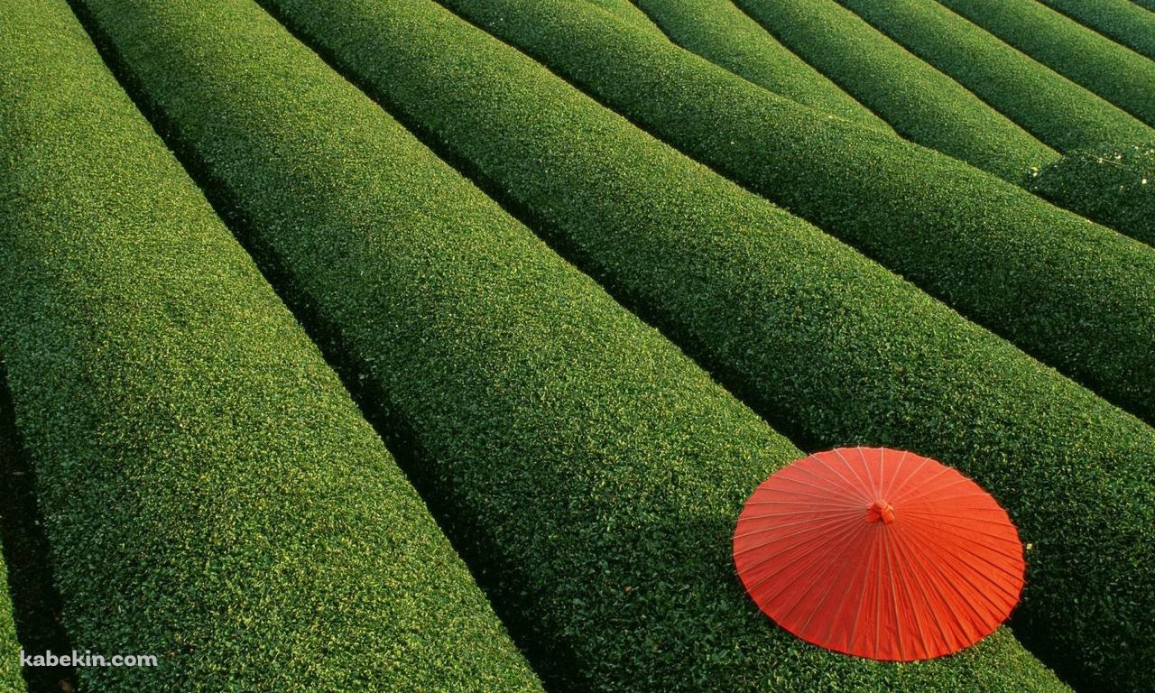 茶畑と赤い傘の壁紙(1280px x 768px) 高画質 PC・デスクトップ用