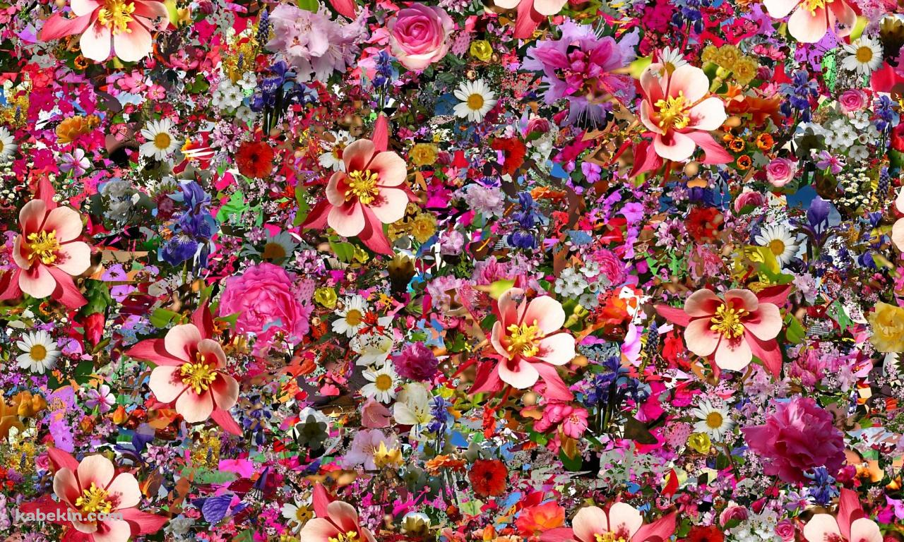 いっぱいの花の壁紙(1280px x 768px) 高画質 PC・デスクトップ用