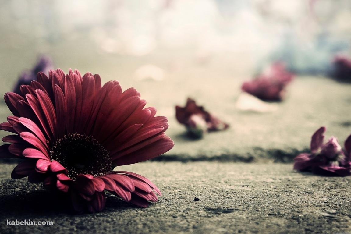 朽ちた花びらの壁紙(1152px x 768px) 高画質 PC・デスクトップ用